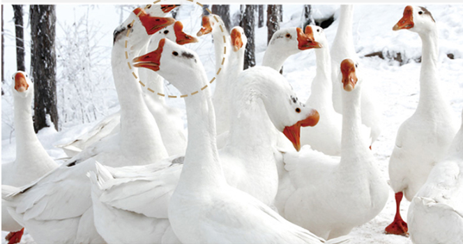 Goose Feather Pillow