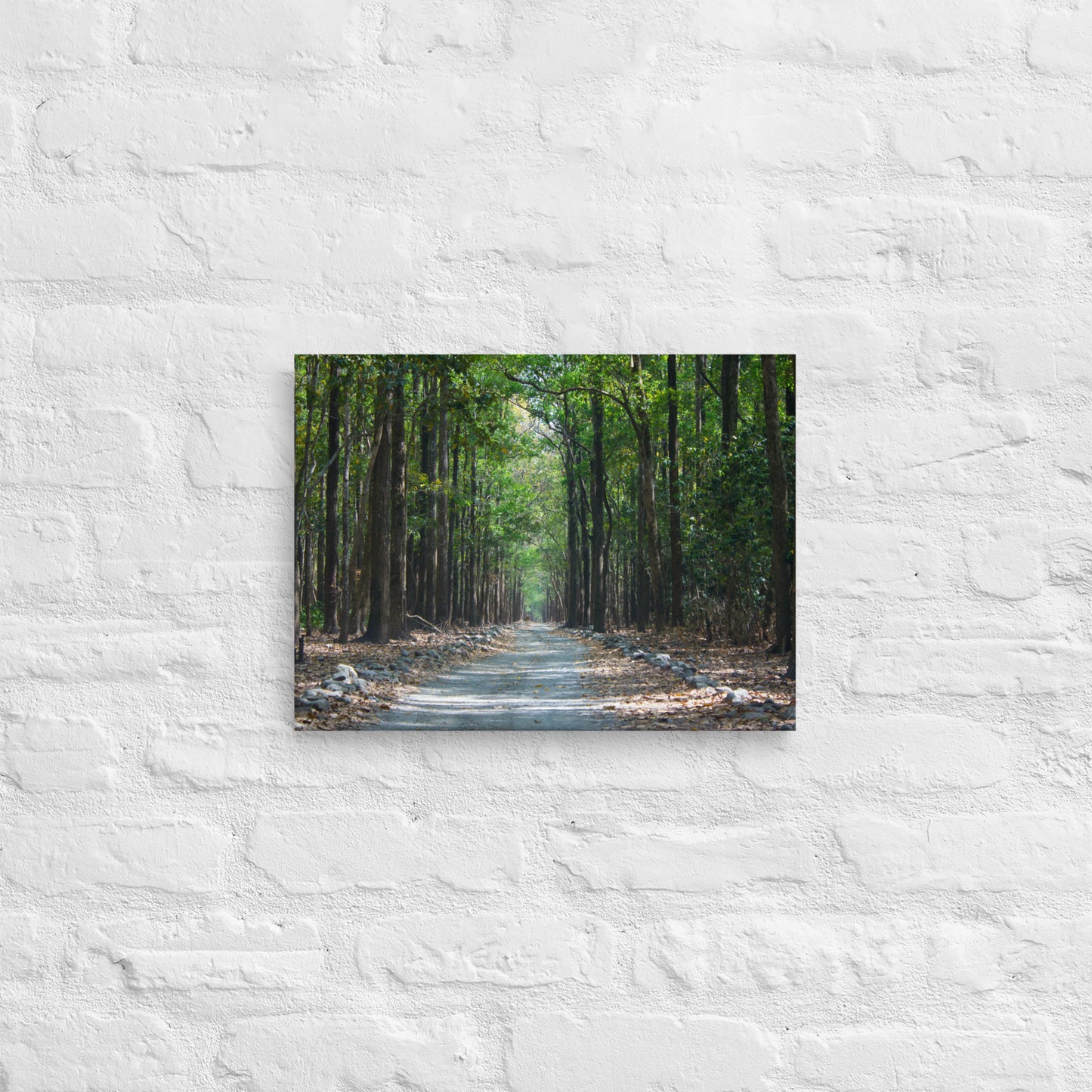 Forest Road Thin Canvas