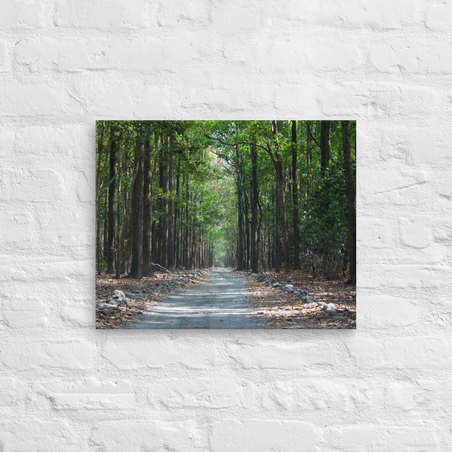 Forest Road Thin Canvas