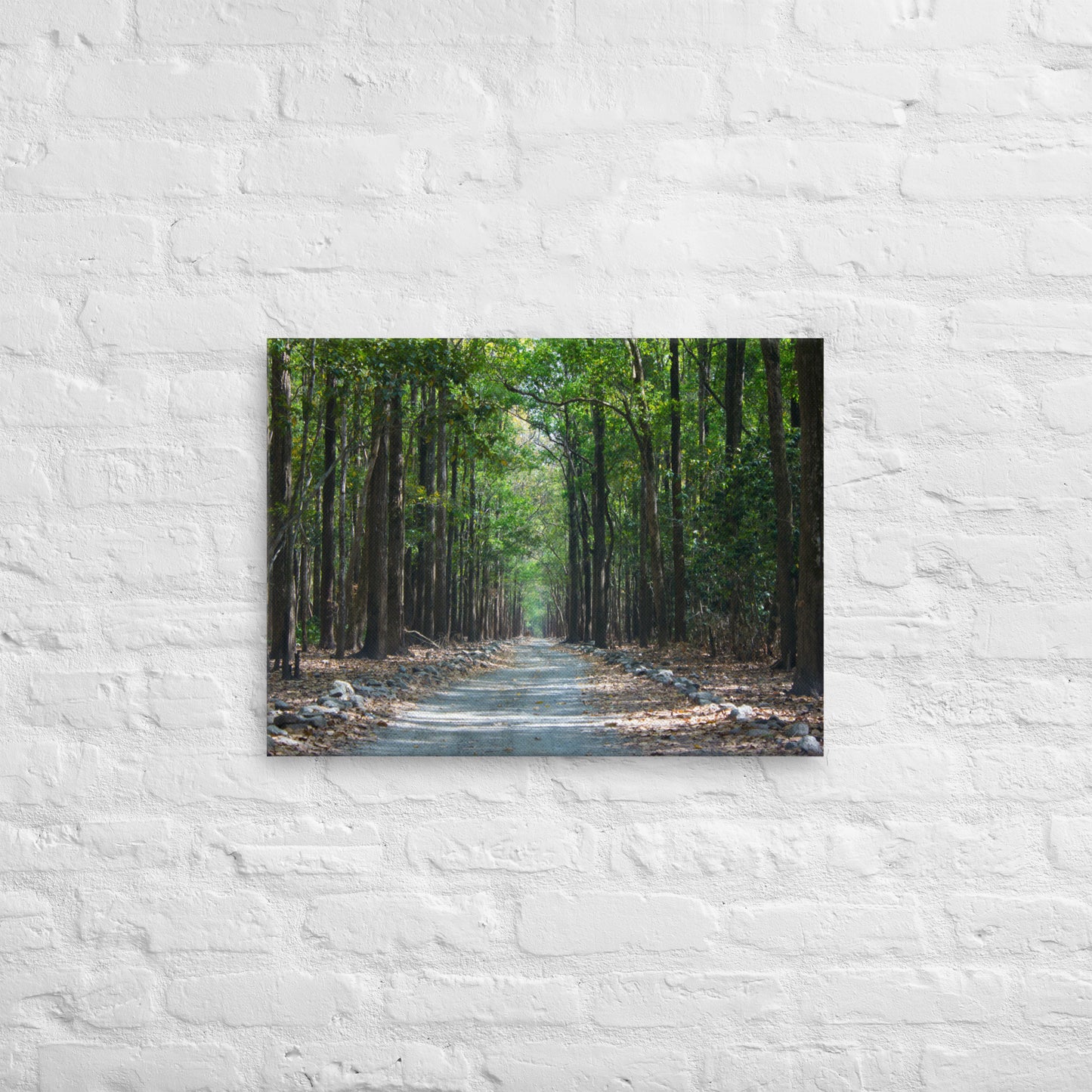 Forest Road Thin Canvas