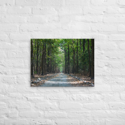 Forest Road Thin Canvas